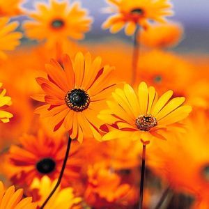 Meet your Posher, Anel